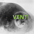 What is a vent internet slang?