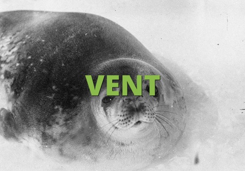 What is a vent internet slang?